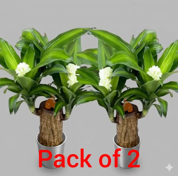 Lucky_Wood_Plants_In_Pots_Indoor_Plant_For_Home_Decor_Pack_Of_2