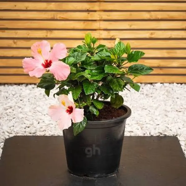 Pink_Hibiscus_Flowering_Plant_In_Pot