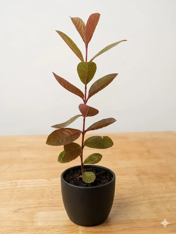 Pink_Guava_Fresh_Fruit_Plant_Fruit_Vine_For_Home_Garden