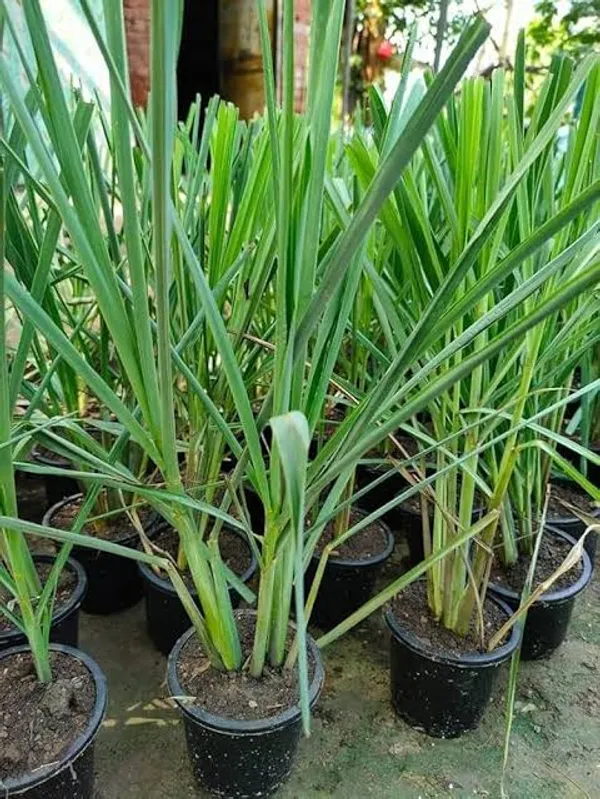 Lemongrass_Plant_Cymbopogon_Herb_Plant_In_Pot