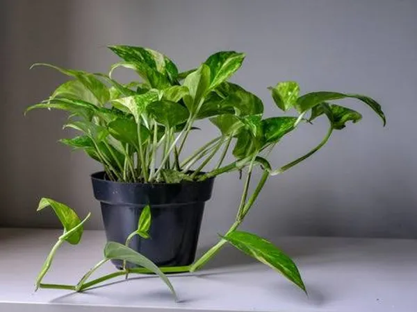 Golden_Money_Plant_In_Pot_Air_Purifying_Plant_For_Good_Luck