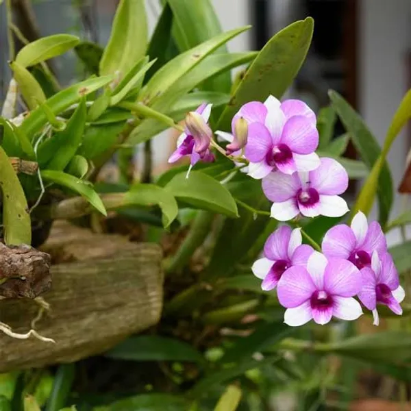 Purple_Dendrobium_Orchid_Plant_Indoor_Live_Plant_For_Home_Decor