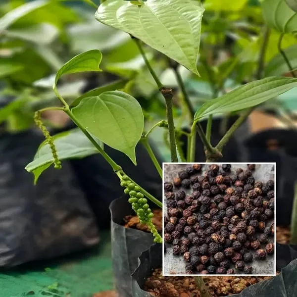 Black_Pepper_Plant_Piper_Nigrum_Live_Spice_Plant_For_Home_Garden