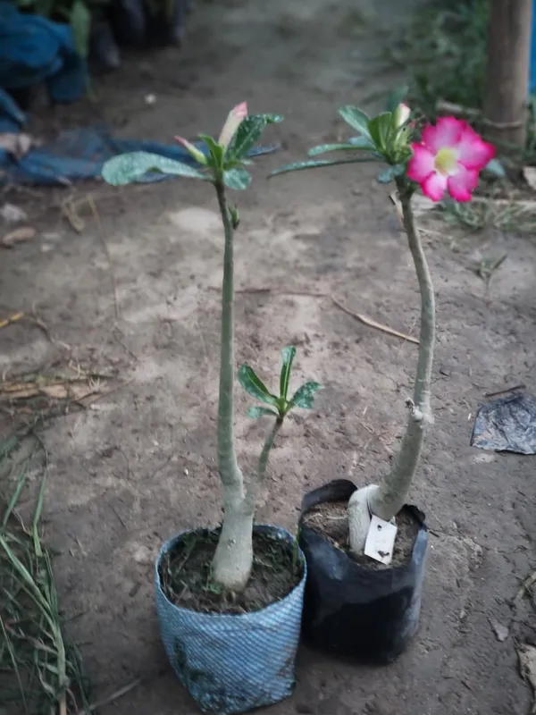 Desert_Rose_Adenium_Plant_Grafted_In_Pot_Ornamental_Indoor_Or_Outdoor_Plant