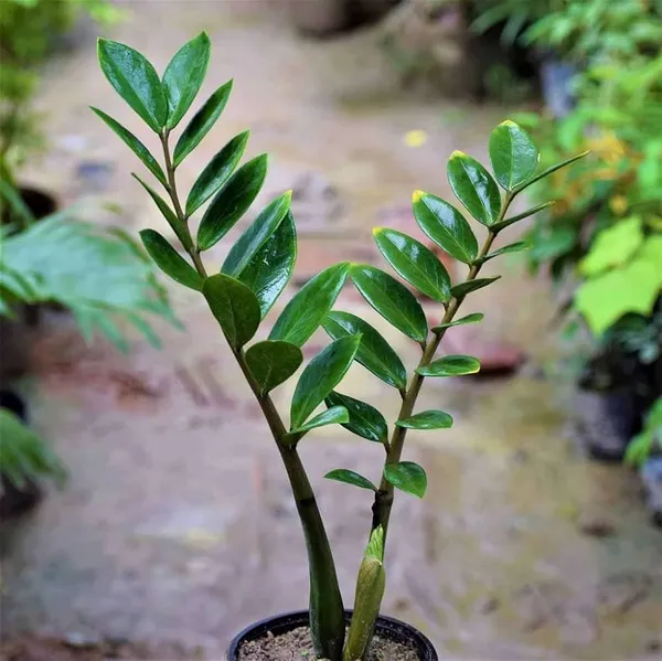 Zz_Plant_Zamioculcas_Zamiifolia_Indoor_Ornamental_Plant_In_Pot