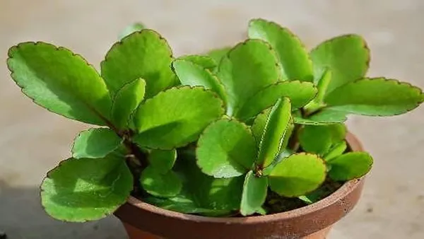 Kalanchoe_Succulent_Plant_In_Pot_Patharchatta_Or_Mother_Of_Thousands