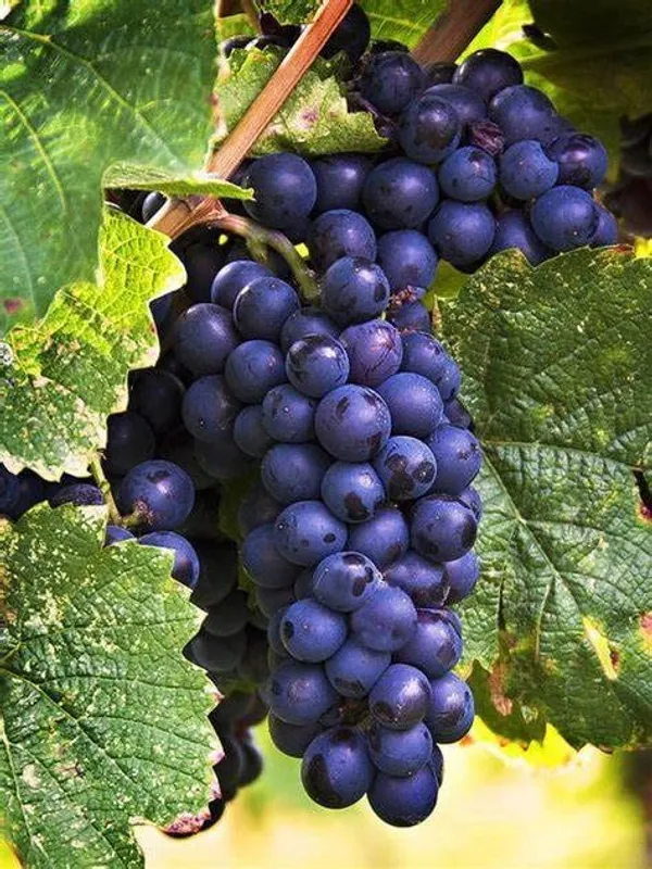 Premium_Black_Grape_Plant_Fruit_Vine_For_Home_Garden