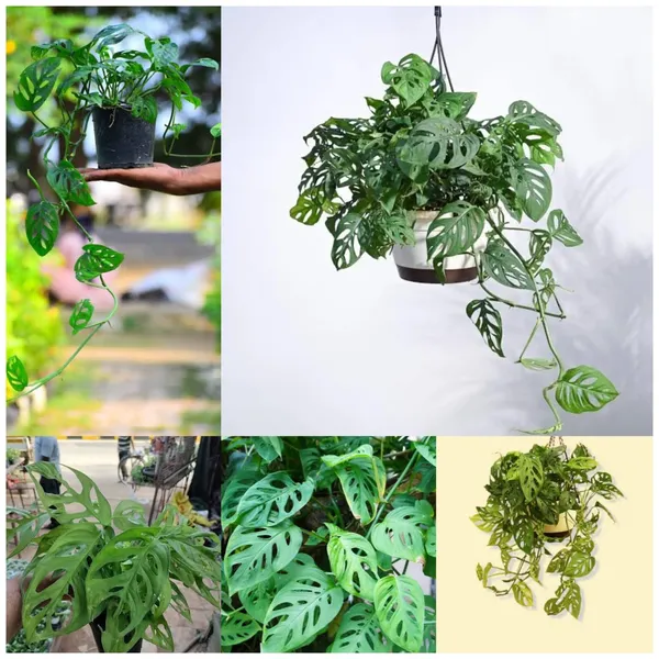 Broken_Heart_Money_Plant_In_Pot_Indoor_Hanging_Plant