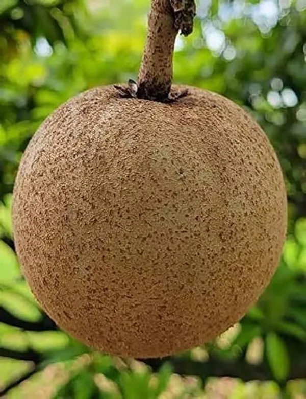 Hybrid_Sapota_Chikoo_Fruit_Plant_Grafted_Variety_Fresh_Fruit_Vine_In_Home_Garden
