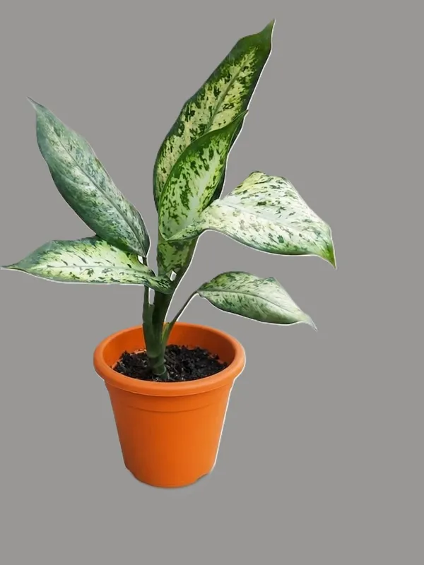Dieffenbachia_Aglaonema_Chinese_Evergreen_Variegated_Indoor_Plant_With_Decorative_Pot
