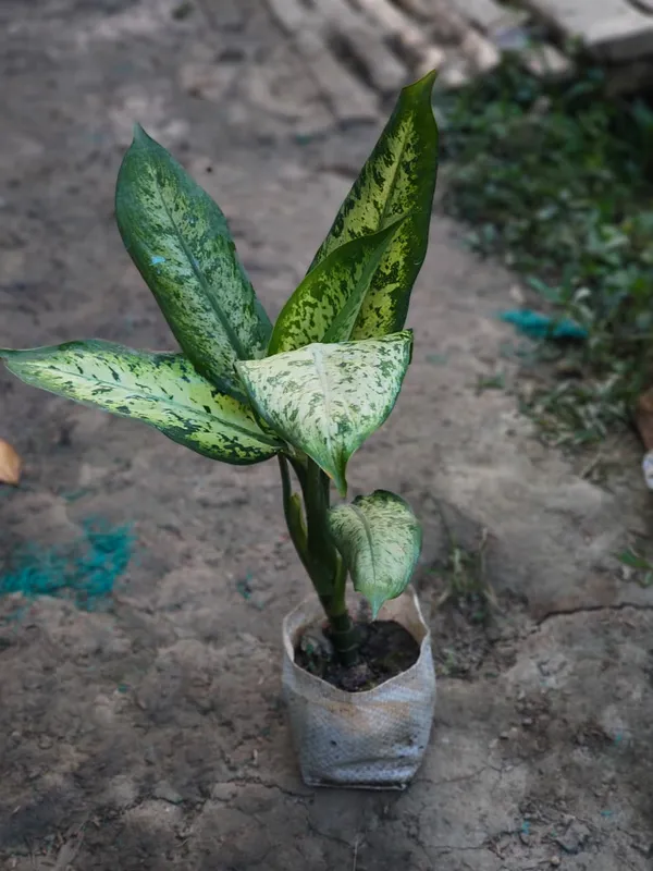Aglaonema_Snow_White_In_Pot_Variegated_Indoor_Plant_With_Green_And_White_Foliage
