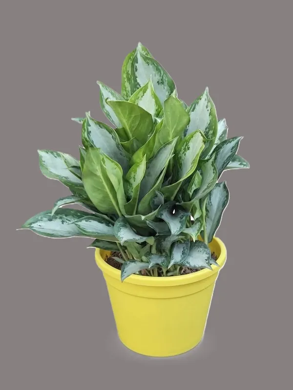 Aglaonema_Silver_Queen_In_Pot_Variegated_Indoor_Plant_With_Green_And_White_Foliage