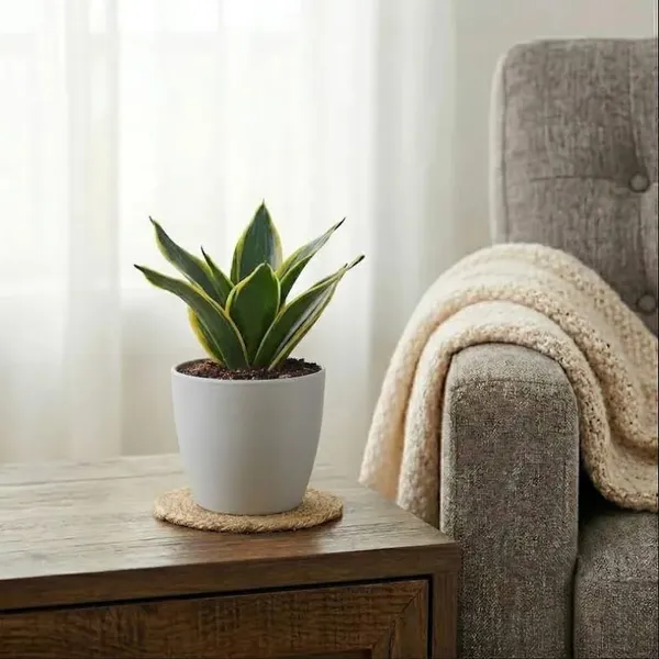 Sansevieria_Golden_Hahnii_Snake_Plant_In_Pot