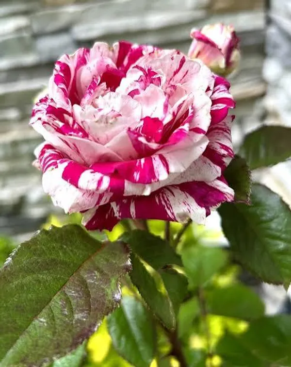 Striped_Variegated_Rose_Plant_Red_And_White_Candy_Cane_Pattern