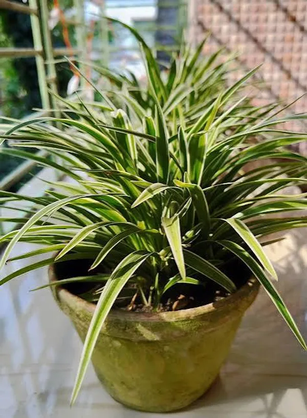 Variegated_Spider_Plant_Chlorophytum_Comosum_Green_And_White_Striped_Indoor_Air_Purifying_Plant