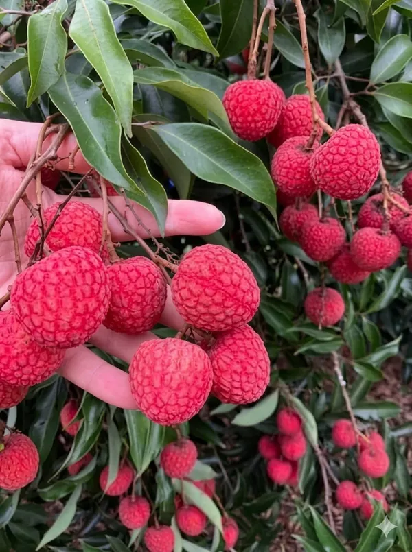 Lychee_Fruit_Plant_Tropical_Fruit_Plant_Fruit_Vine_For_Home_Garden