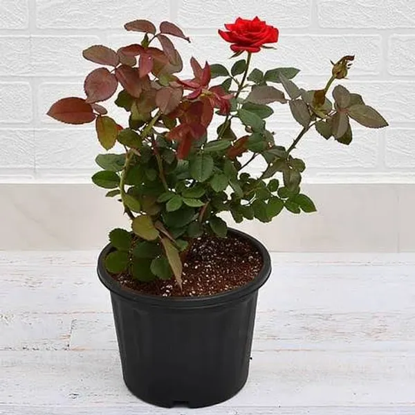 Red_Rose_Plant_In_Pot_Flowering_Plant_For_Home_And_Garden