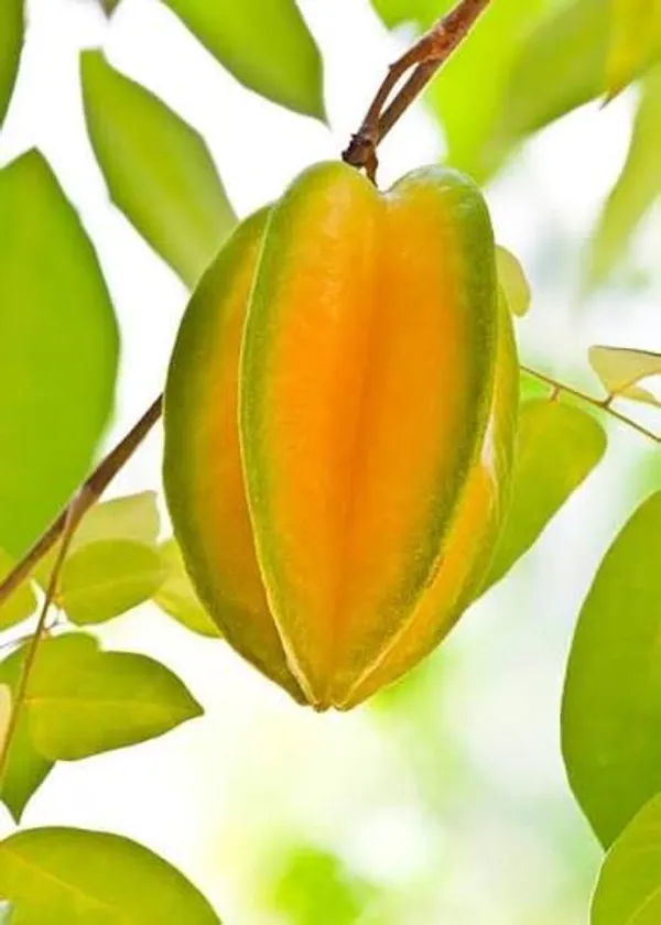 Starfruit_Plant_In_Pot_Kamrakh_Fruit_Tree_Fruit_Vine_For_Home_Garden