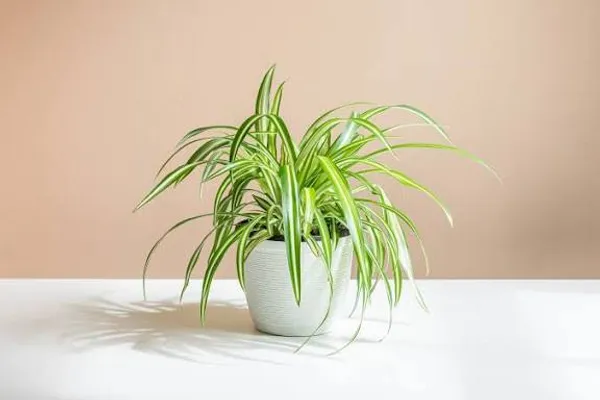 Variegated_Spider_Plant_Chlorophytum_Comosum_Green_And_White_Striped_Indoor_Air_Purifying_Plant