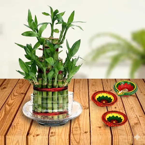3_Layer_Lucky_Bamboo_Plant_In_Pot_With_Decorative_Base_Indoor_Plant_For_Home_Decor