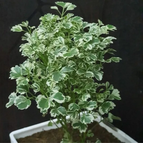 White_Aralia_Plant_Green_And_White_Foliage_Indoor_Plant_For_Home_Decor
