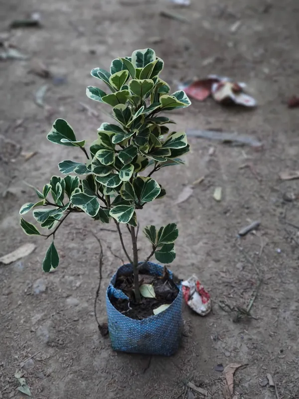 Variegated_Ficus_Plant_In_Pot