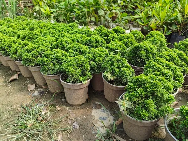 Table_Kamini_Plant_In_Pot_Indoor_Plant_For_Home_Or_Office_Decor