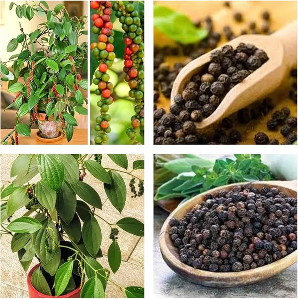 Black_Pepper_Plant_Piper_Nigrum_Live_Spice_Plant_For_Home_Garden