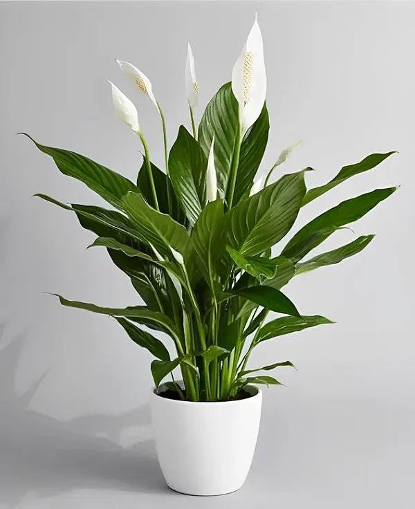 White_Peace_Lily_Indoor_Plant_In_Pot_Indoor_Flowering_Plant_For_Home_Decor