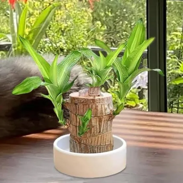 Lucky_Wood_Plants_In_Pots_Indoor_Plant_For_Home_Decor_Pack_Of_2