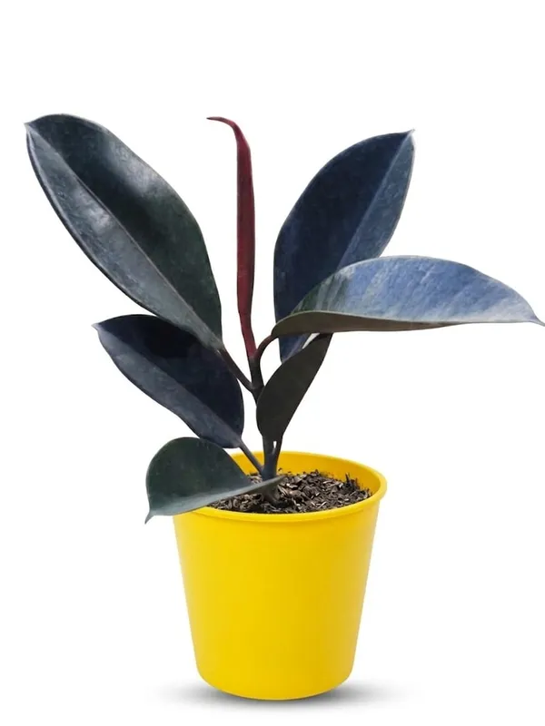 Premium_Burgundy_Rubber_Ficus_Elastica_In_Pot_|_Indoor_Plant