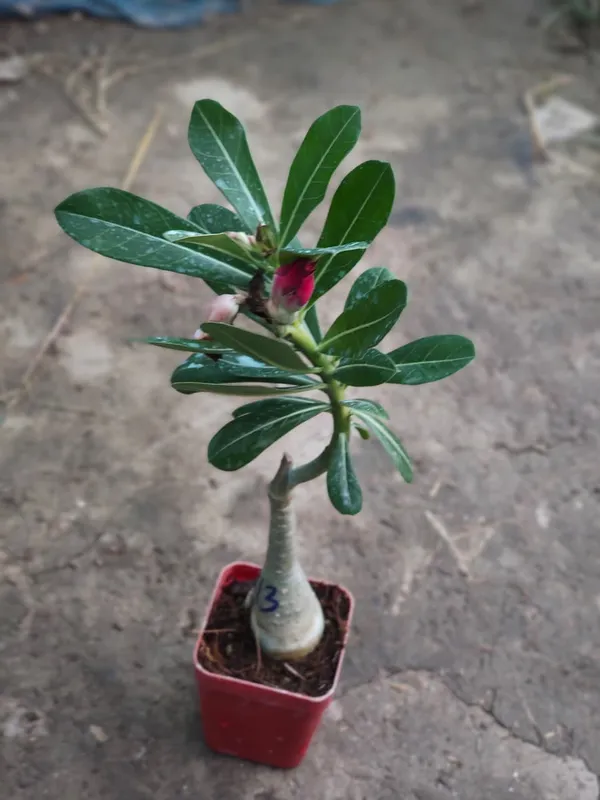 Desert_Rose_Adenium_Plant_Grafted_In_Pot_Ornamental_Indoor_Or_Outdoor_Plant