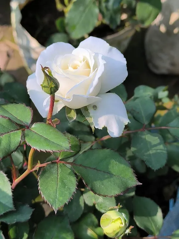 White_Rose_Plant_In_Pot