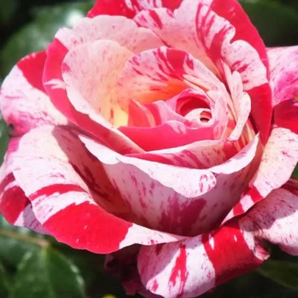 Striped_Variegated_Rose_Plant_Red_And_White_Candy_Cane_Pattern