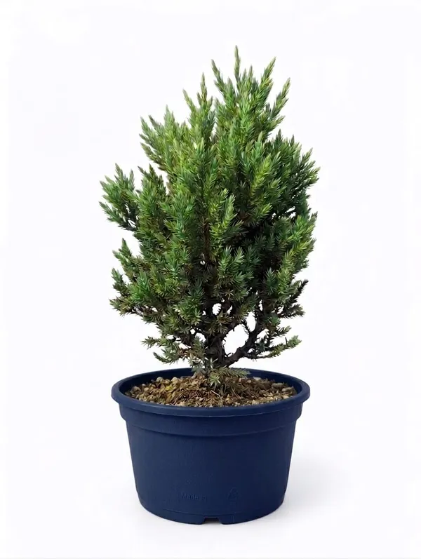 Potted_Cypress_Tree_Premium_Thuja_Ornamental_Plant_For_Home_And_Garden_Decor
