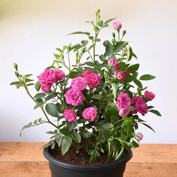 Vibrant_Magenta_Rose_Plant_In_Pot_Flowering_Plant_For_Home_And_Garden