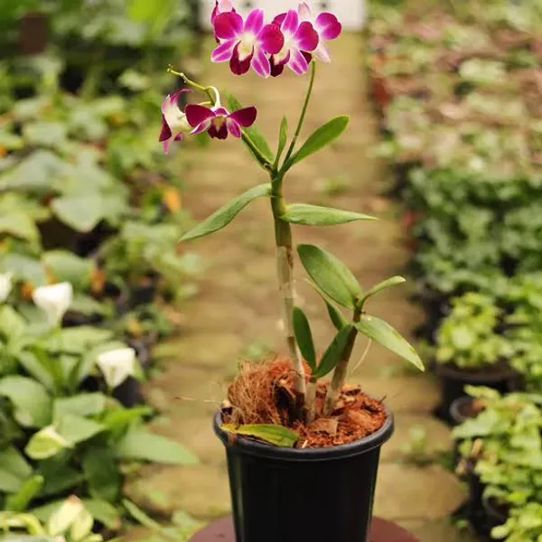 Purple_Dendrobium_Orchid_Plant_Indoor_Live_Plant_For_Home_Decor