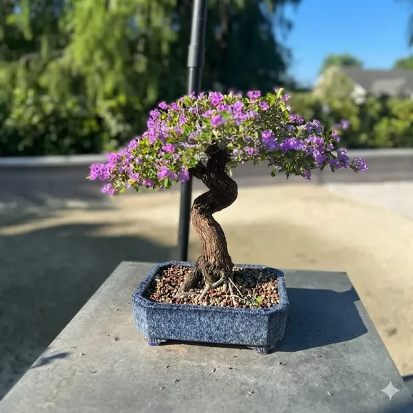 Bonsai_Blue_Bell_Plant_In_Pot_Indoor_Bonsai_For_Home_Or_Office_Decor