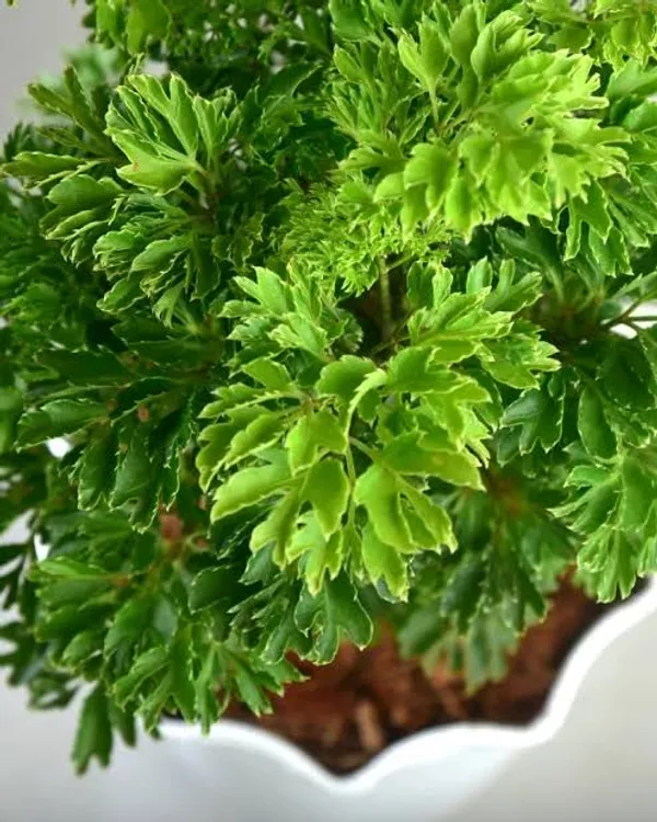 Golden_Aralia_Selaginella_Moss_Plant_Indoor_Ornamental_Plant_In_Pot