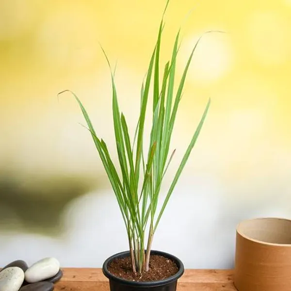 Lemongrass_Plant_Cymbopogon_Herb_Plant_In_Pot