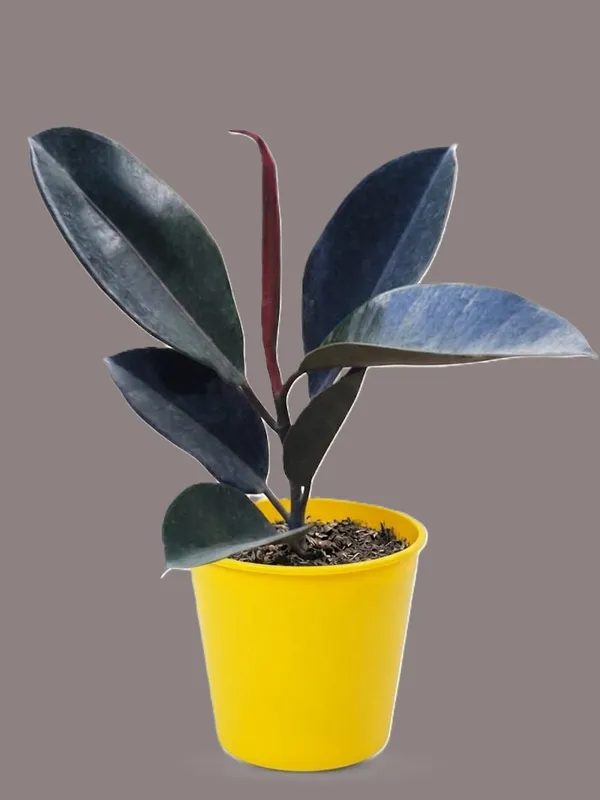 Premium_Burgundy_Rubber_Ficus_Elastica_In_Pot_|_Indoor_Plant
