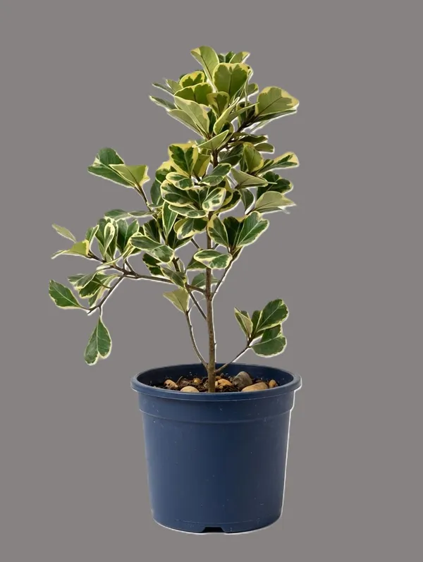 Variegated_Ficus_Plant_In_Pot