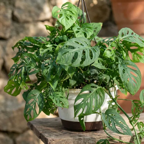 Broken_Heart_Money_Plant_In_Pot_Indoor_Hanging_Plant