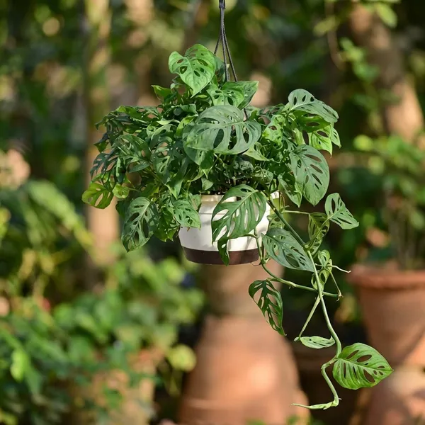 Broken_Heart_Money_Plant_In_Pot_Indoor_Hanging_Plant