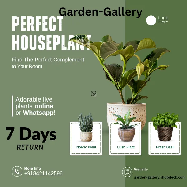 Adenium_Plant_(Hybrid,_Pack_of_1)