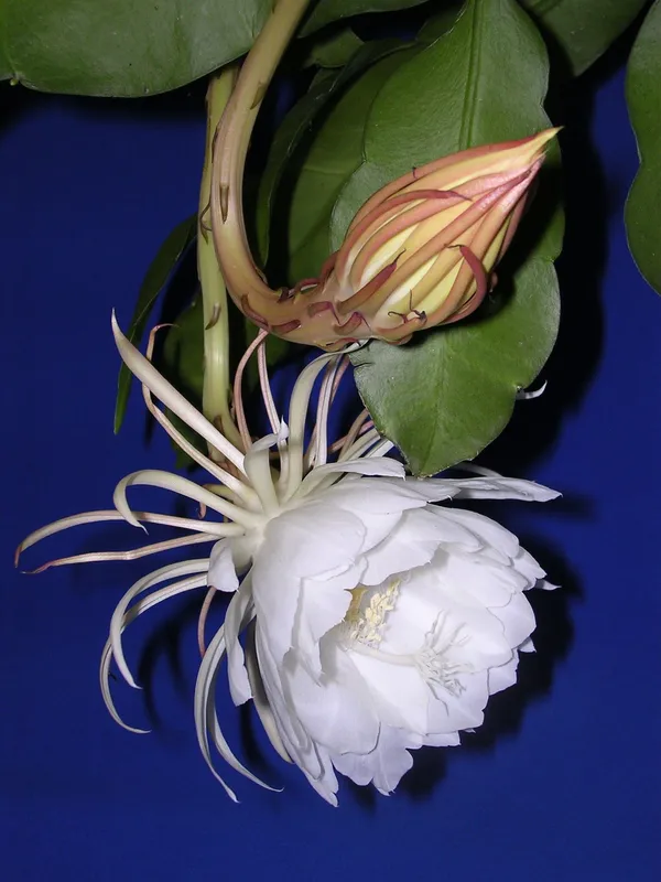 Brahma_Kamal_Plant_(Hybrid,_Pack_of_1)