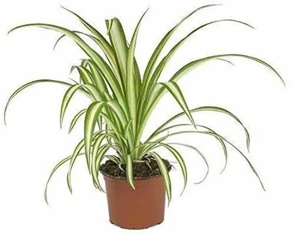 Spider_Plant_(Hybrid,_Pack_of_5)