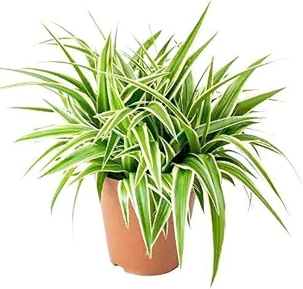 Spider_Plant_(Hybrid,_Pack_of_5)
