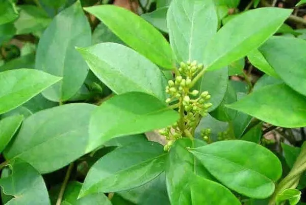 Gurmar_Plant_(Hybrid,_Pack_of_1)