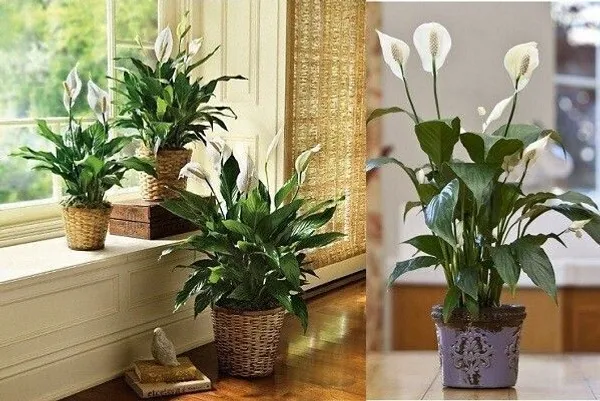Peace_Lily_Plant_(Hybrid,_Pack_of_4)